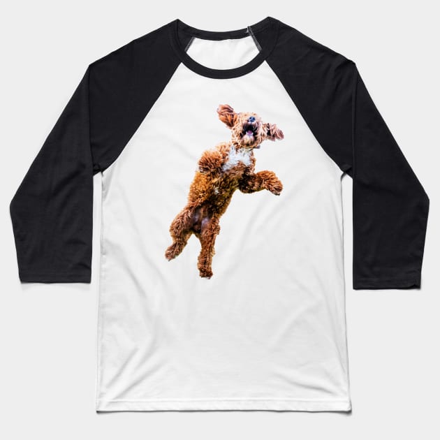 Mad Cockapoo 2 Baseball T-Shirt by tommysphotos